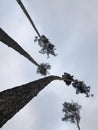 The tall trees of Irpen, Ukraine just outside of Kyiv, Ukraine Royalty Free Stock Photo